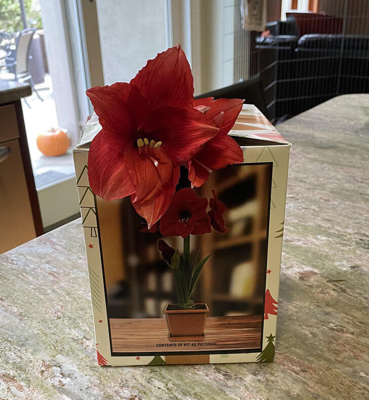 This Flower Couldn't Wait to Grow