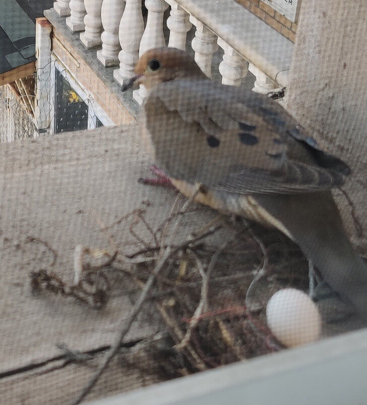 This Bird Laid an Egg on a Window