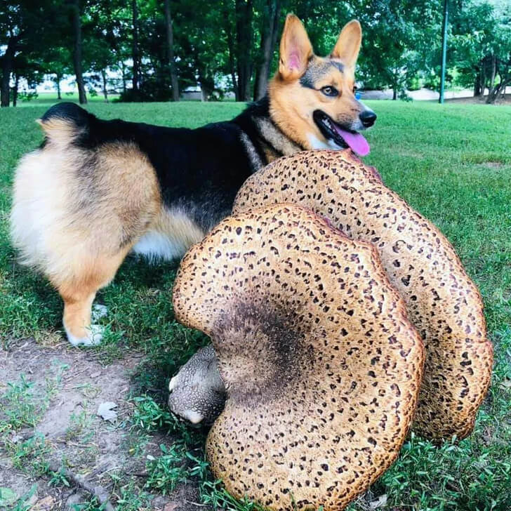 This Mushroom Is Enormous