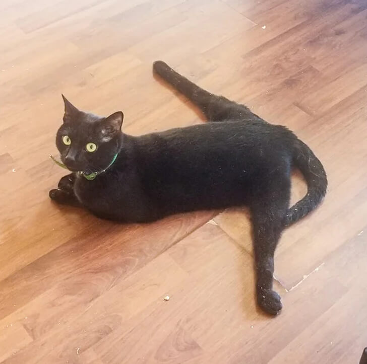 A Cat Can Do a Crazy Split