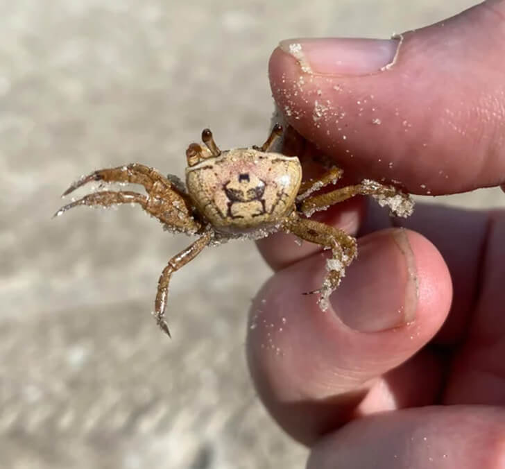 This Crab Has a Cool Marking