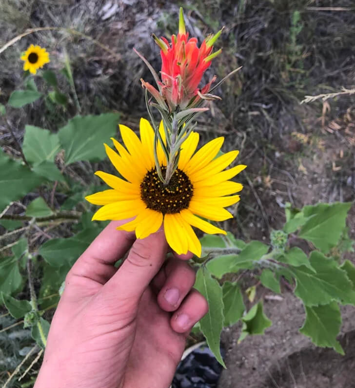 A Sunflower Is Growing Its Own Flower