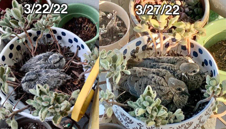 These Birds Changed so Much in 5 Days