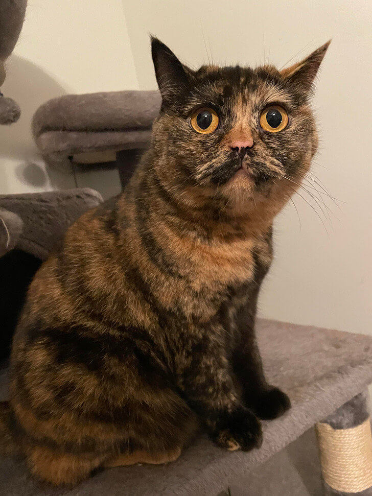 A Cat With a Hilarious Mustache