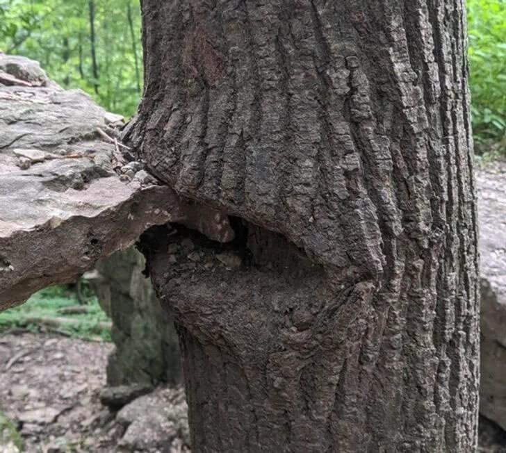 A Very Hungry Tree