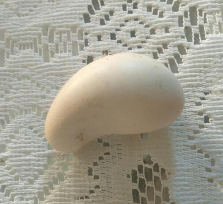 A Chicken Laid a Really Weird Egg