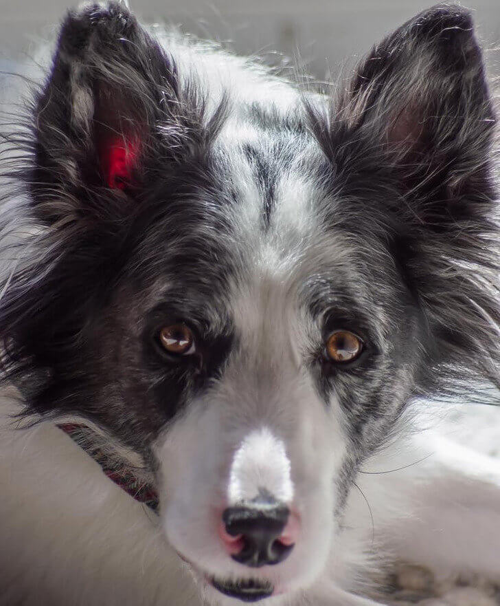 This Dog's Has A Glowing Ear