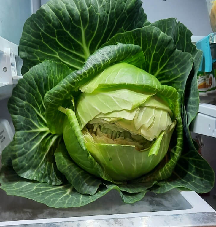 The World's Scariest Cabbage