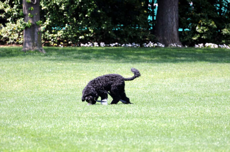 Le macchie di animali domestici possono rimanere in giro
