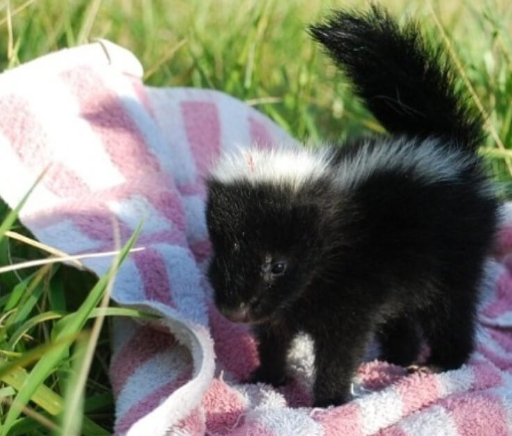 baby.skunks/Instagram