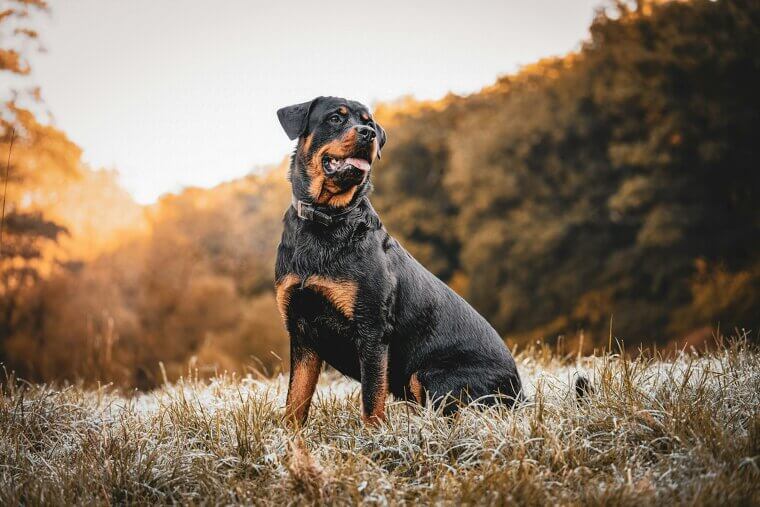Rottweiler - Power Demands Responsibility