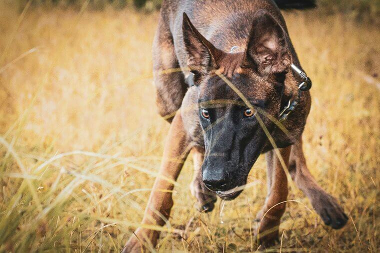 Belgian Malinois - Not a German Shepherd