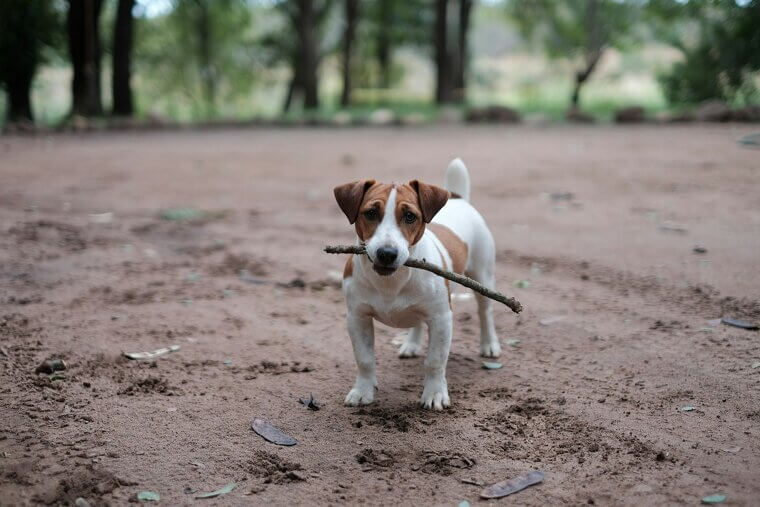 Jack Russell Terrier - Tiny Terror on Four Legs