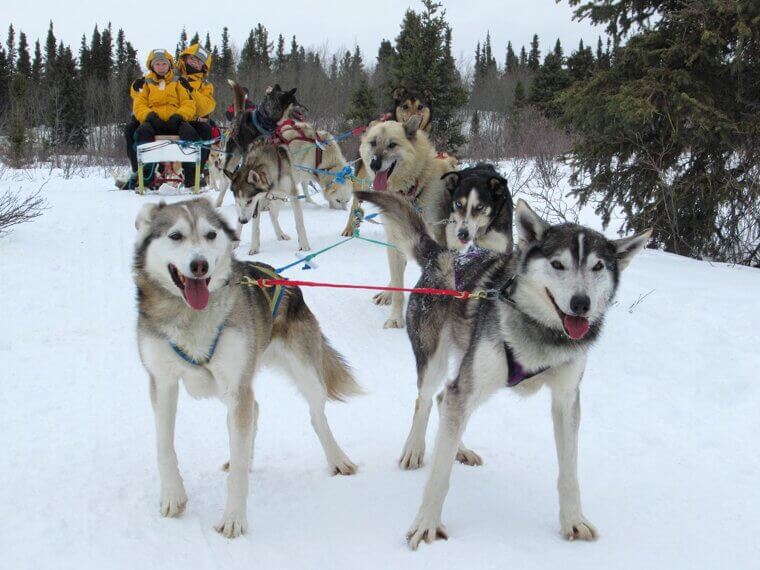 Siberian Husky - The Great Escape Artist