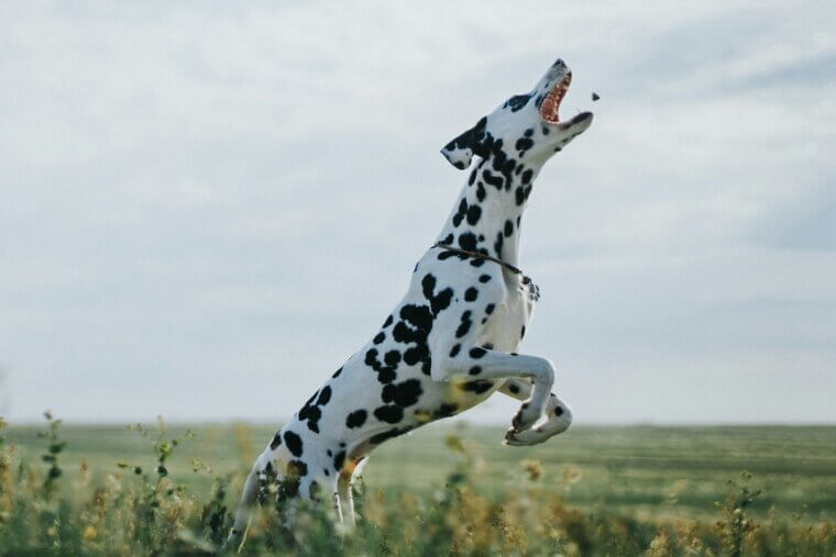 Dalmatian - More Than Cute Spots