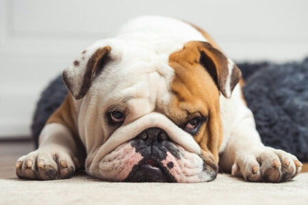 Dog Breeds That Are More Trouble Than Most Owners Expect