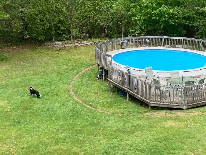 Он Теперь "Окружная" Собака, Да?