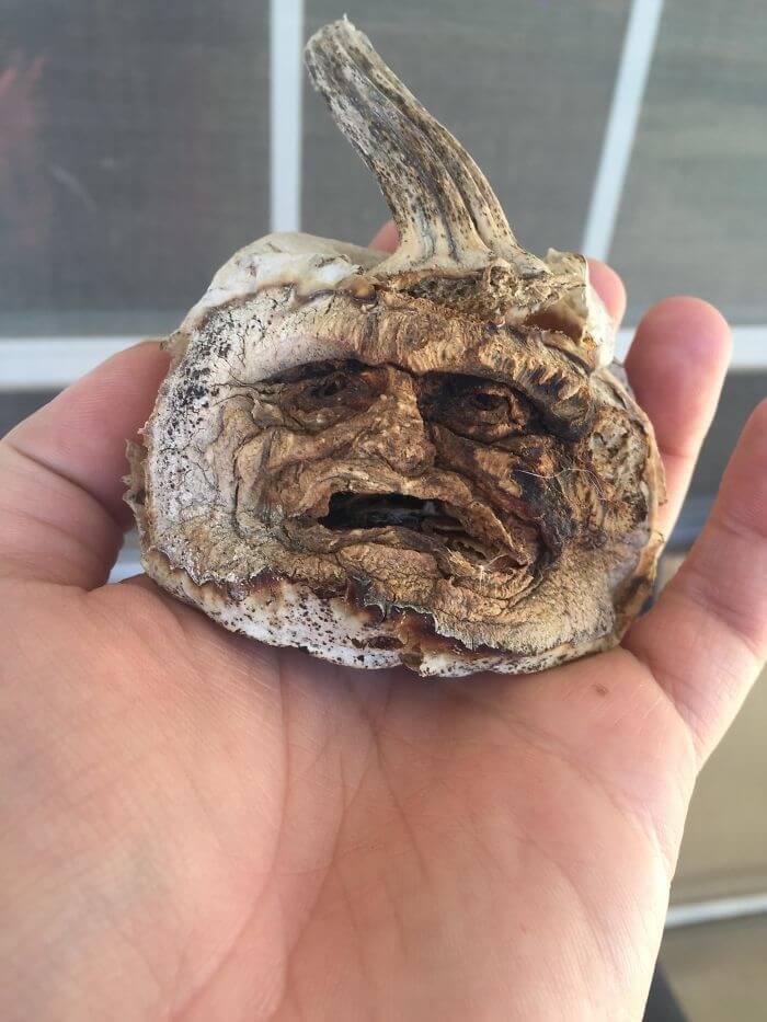 Это Родственник Говорящих Сушенных Голов?