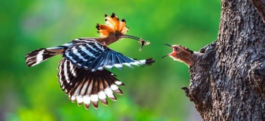 50 Truly Stunning Photos From The Biggest Photo Contest In The World