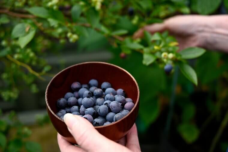 Blueberries for Brain Boost