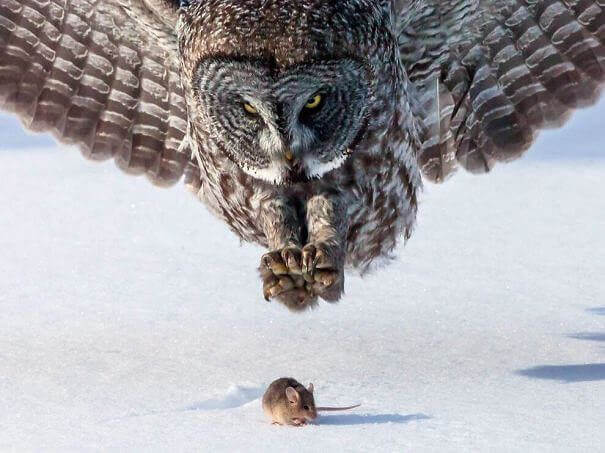 Perfectly Timed Shot!