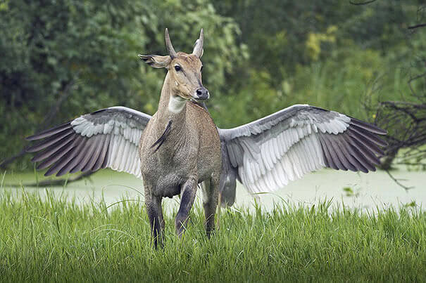 Relative of Pegasus