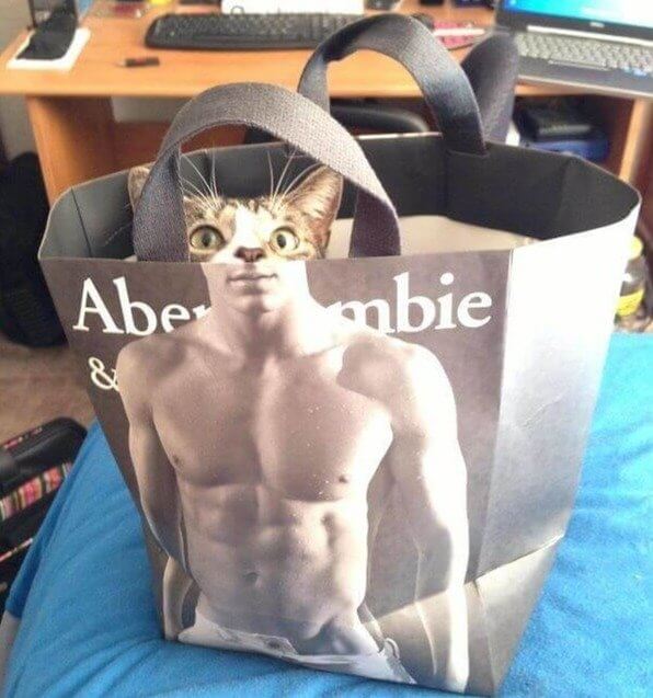 Um Gato com Six Packs