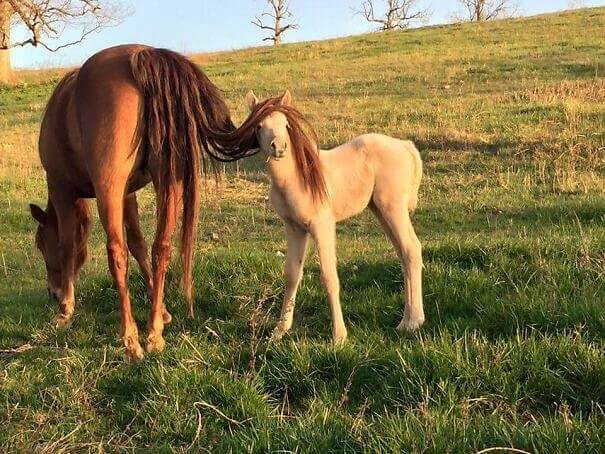 Perfect Hair