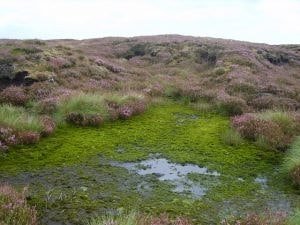 Medieval Women Used Moss as Pads and Tampons