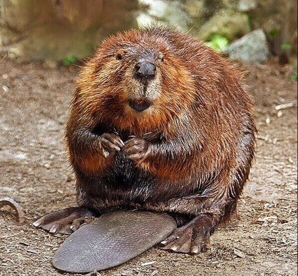 Women Drank Solutions With Dried Beaver Testicles to Prevent Pregnancy