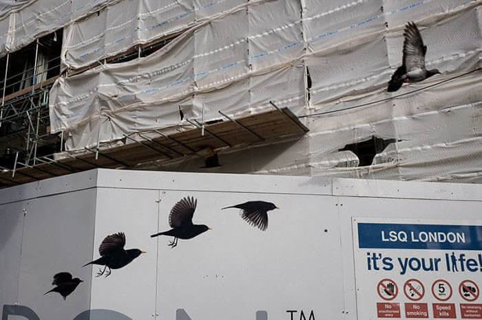 A Bird In The Continuation