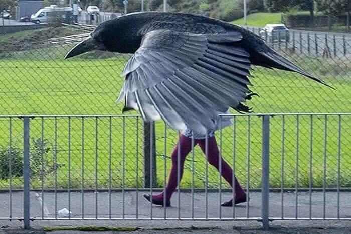 That's Long Legs for A Crow