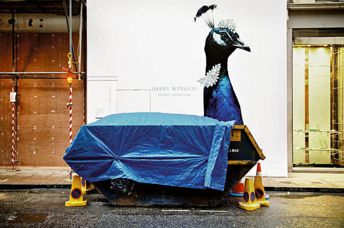 Is That You Cyborg-Peacock?