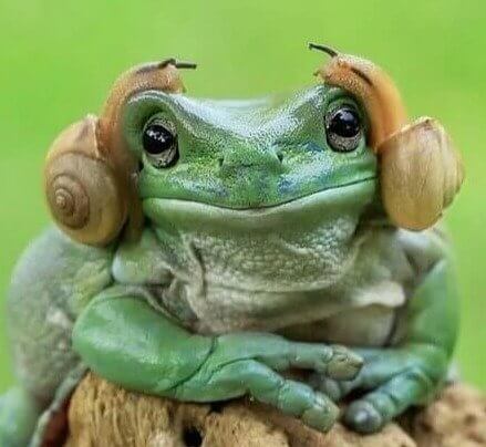 Princess Leah, Frog Edition