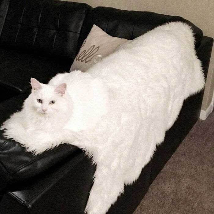 A Camouflaged Cat