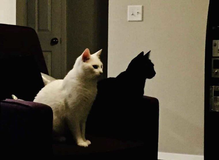 Confusing Cats