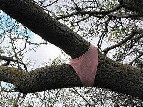 A Publicly Indecent Tree