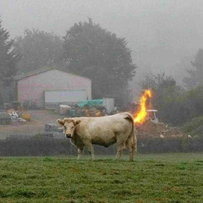 A Cow With Fiery Farts