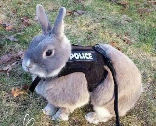 The Fluffiest Police Officer