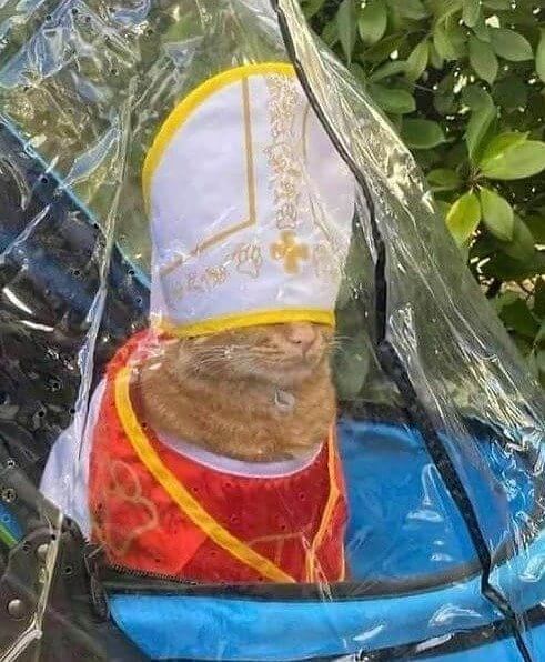 The Next Pope Is a Cat