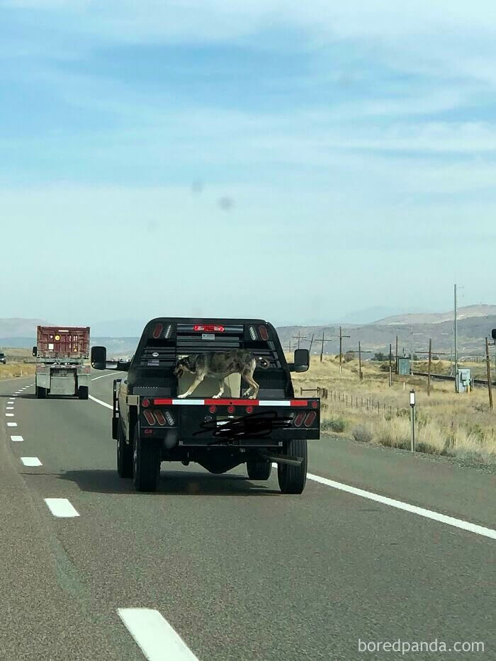 The Dog Owner Who’s Probably Been Hounded Out of Town