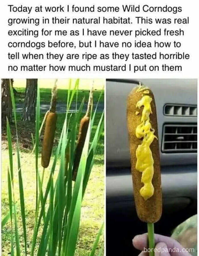 Just Like Spaghetti Grows On Trees