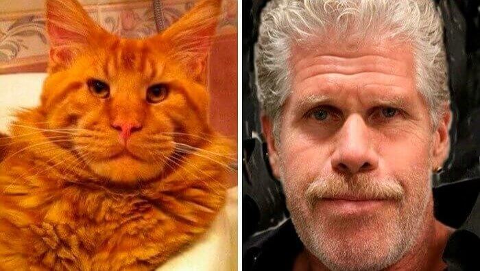 Ron Perlman y el gato