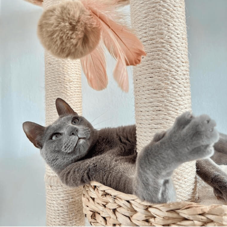 Help Your Cats Sleep By Playing With Them Before Bed