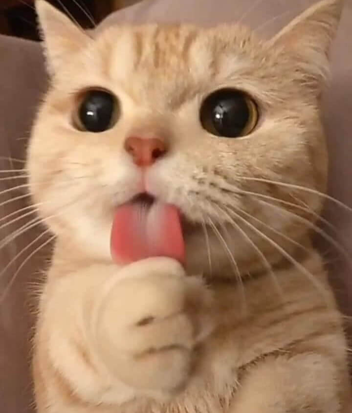 Pay Attention To Hair Balls To Monitor Health