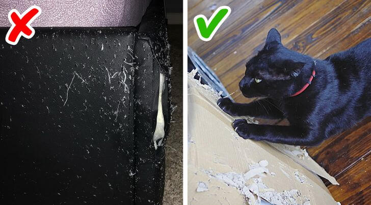 Prevent Your Cat From Destroying Furniture With Cardboard