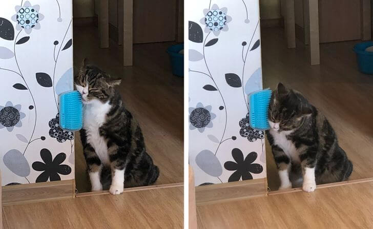 Keep Your Cat Happy By Giving It A Brush