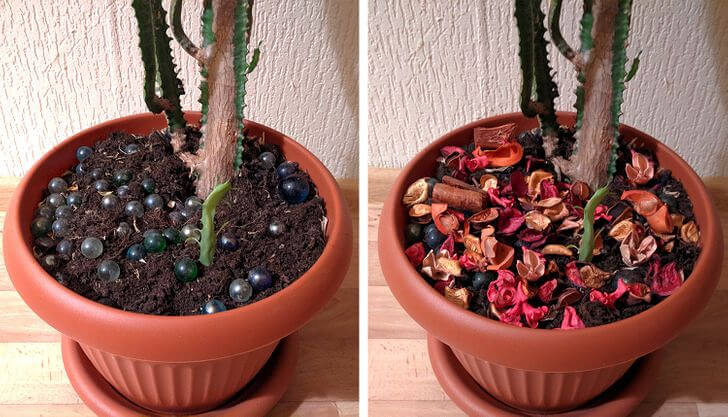 Deter Your Cat From Destroying Plants