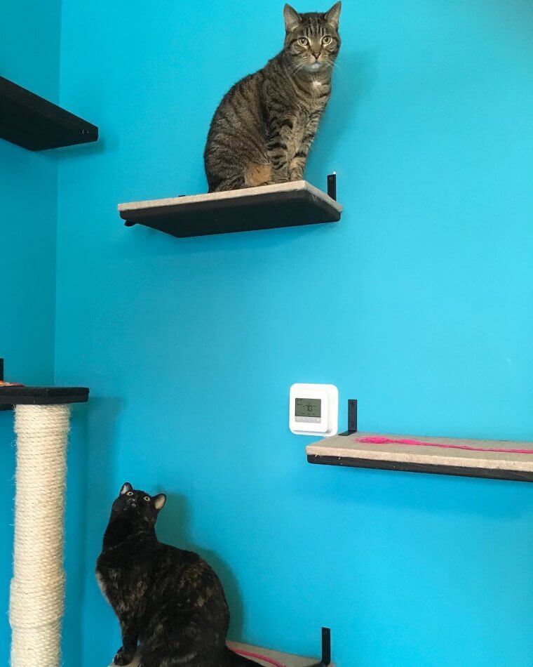 What to Do if Your Cats Show Aggression Towards Each Other