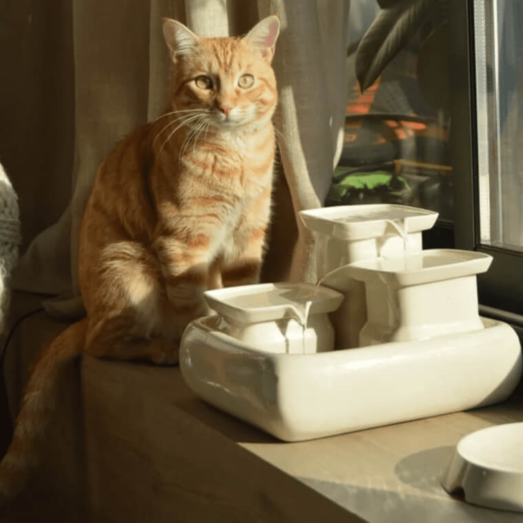 Give Your Cat A Water Fountain Instead Of Stagnant Water